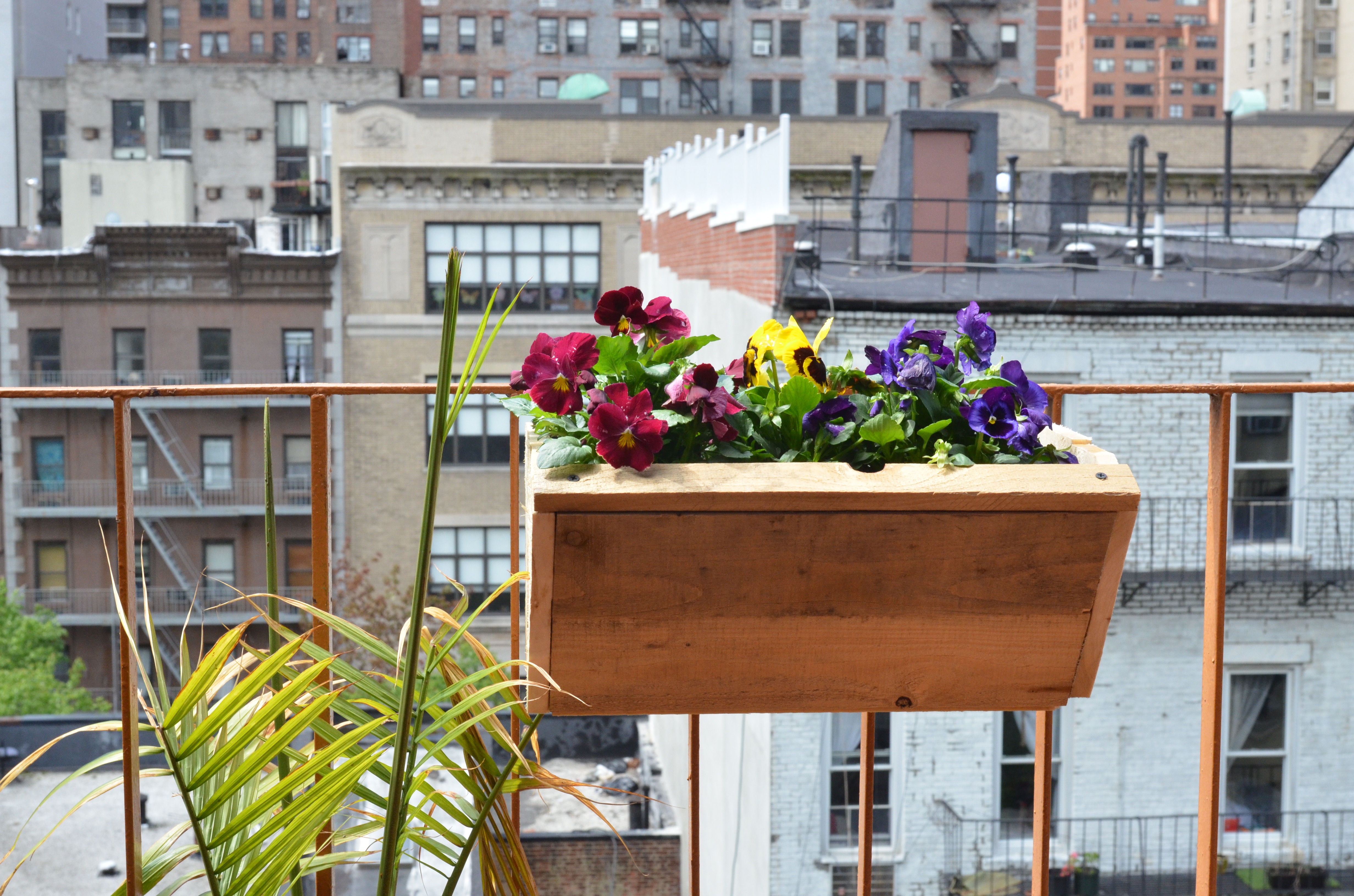 pansies on balcony garden in NYC