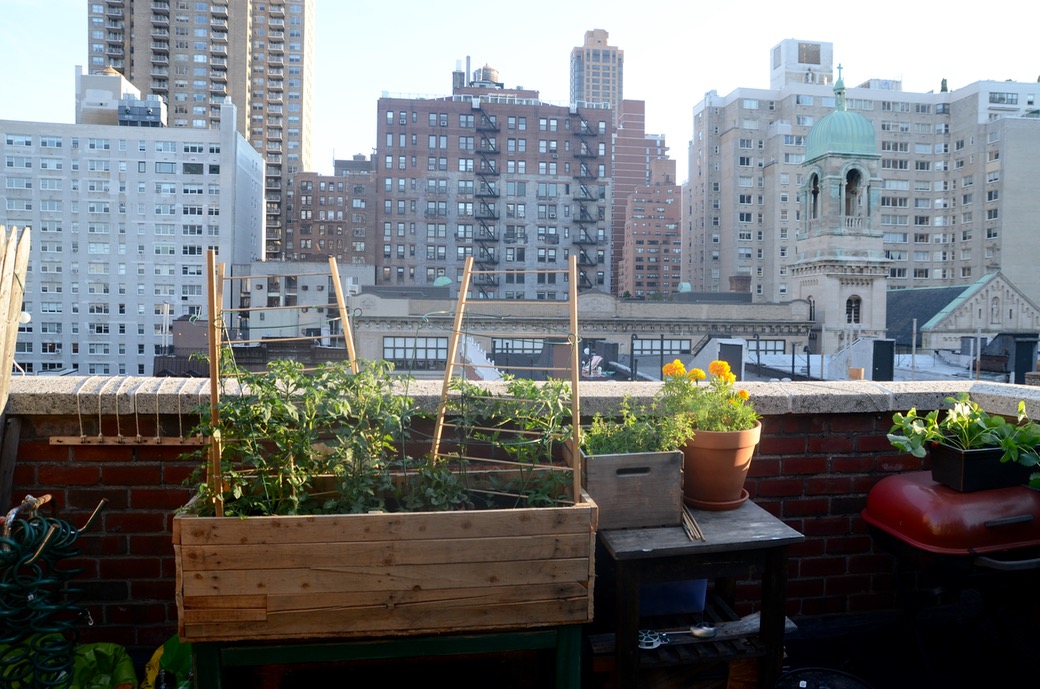 nyc tomato garden