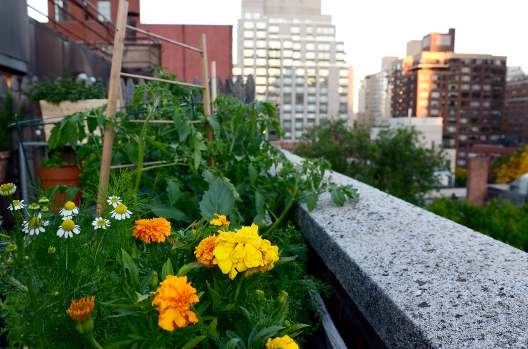 rooftop garden in new york city