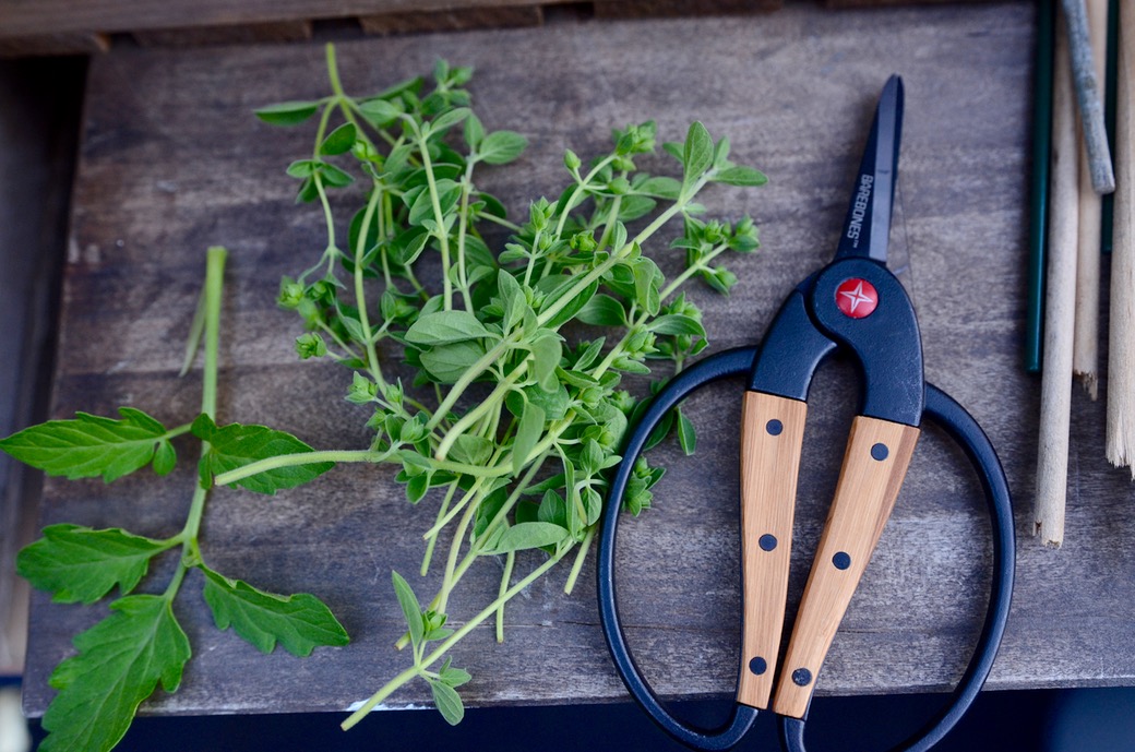 cutting herbs with a barebones herb snipper 