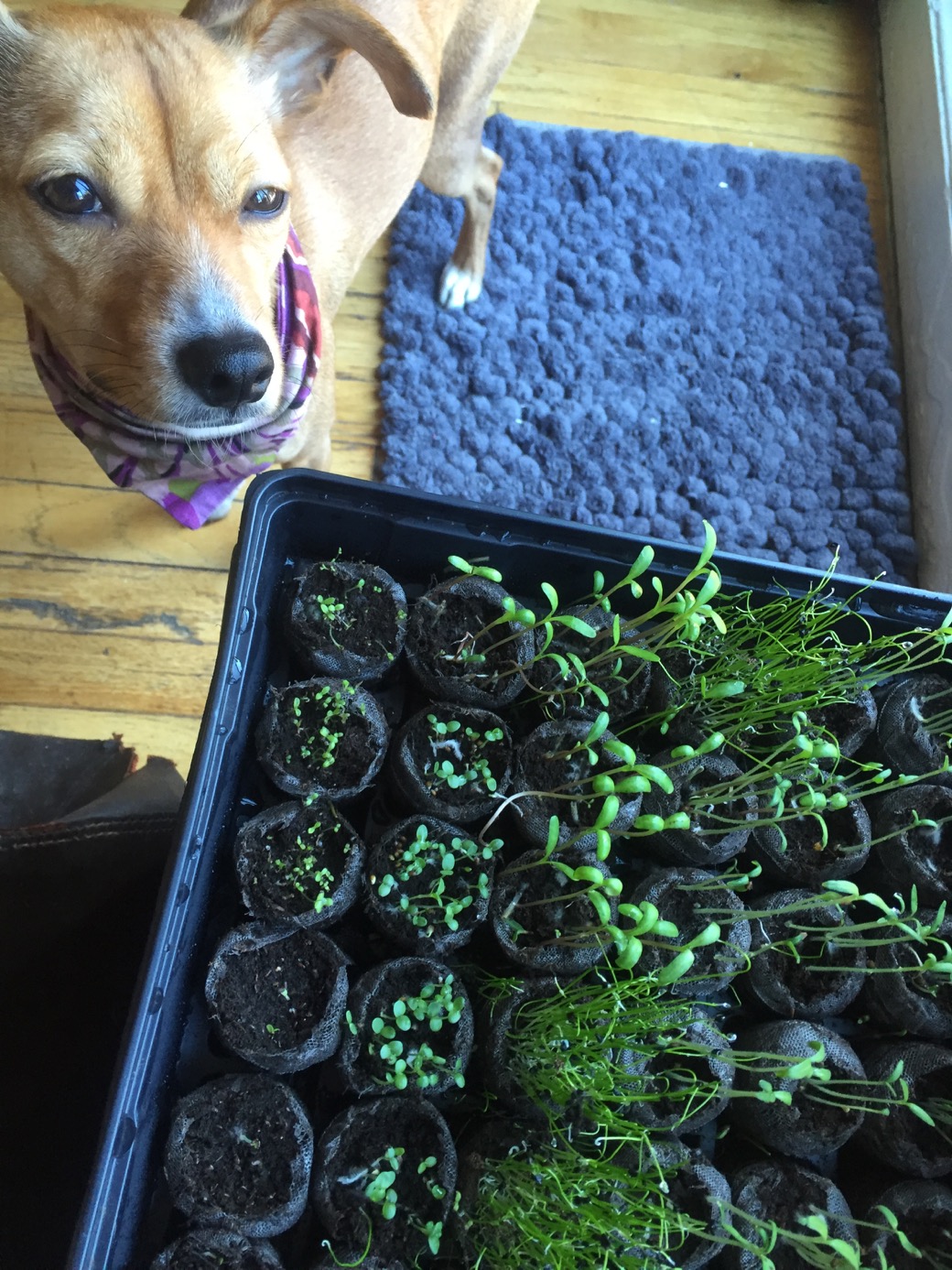 growing seedlings for a garden