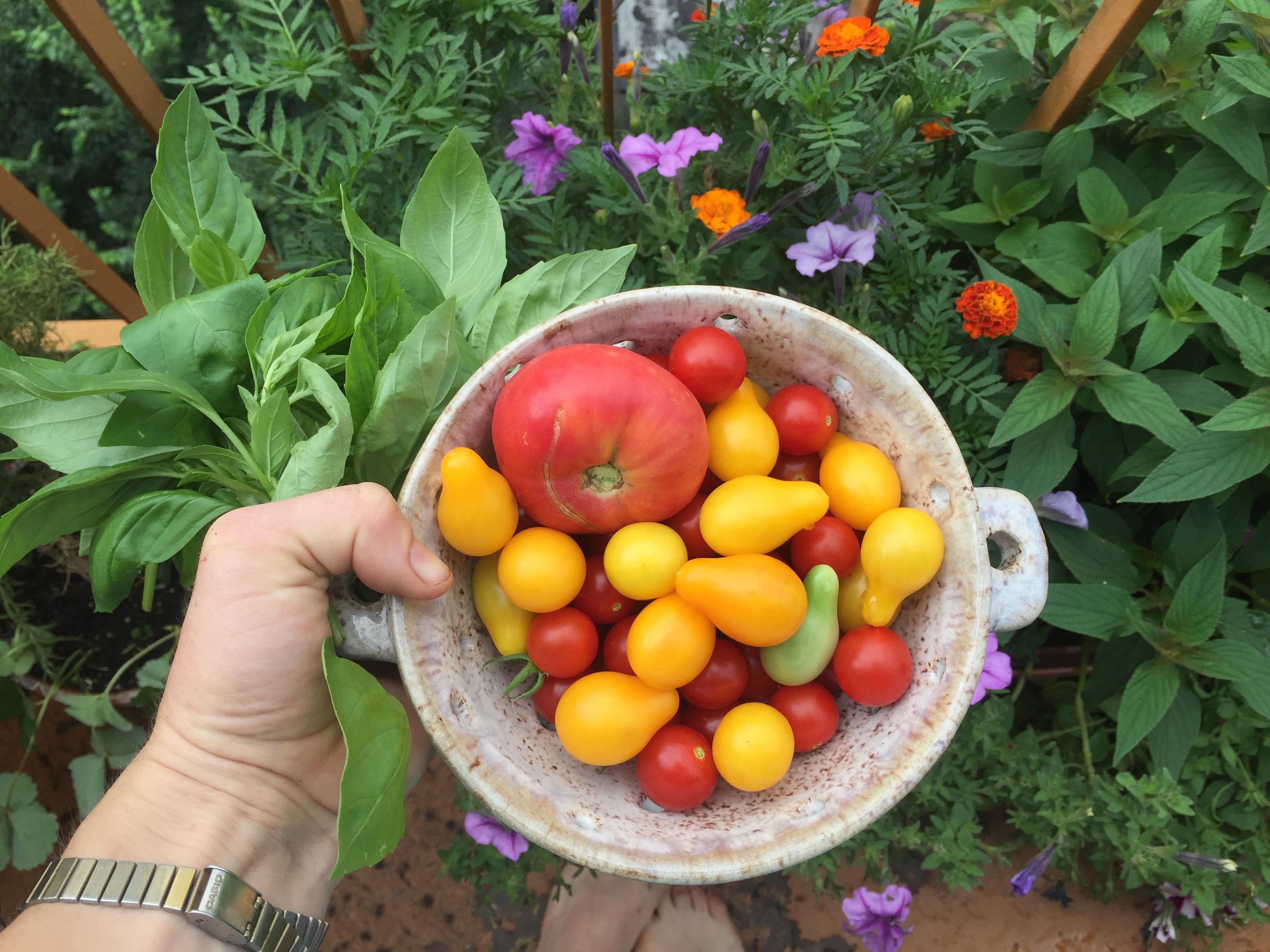 tomatoes harvested from balcony garden