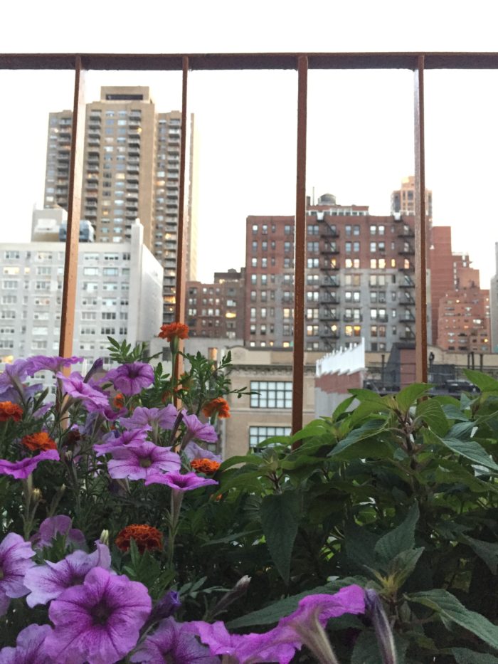 petunias in balcony garden