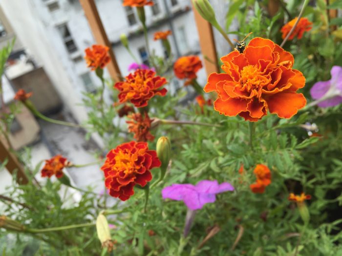 marigolds on a balcony garden with a bee