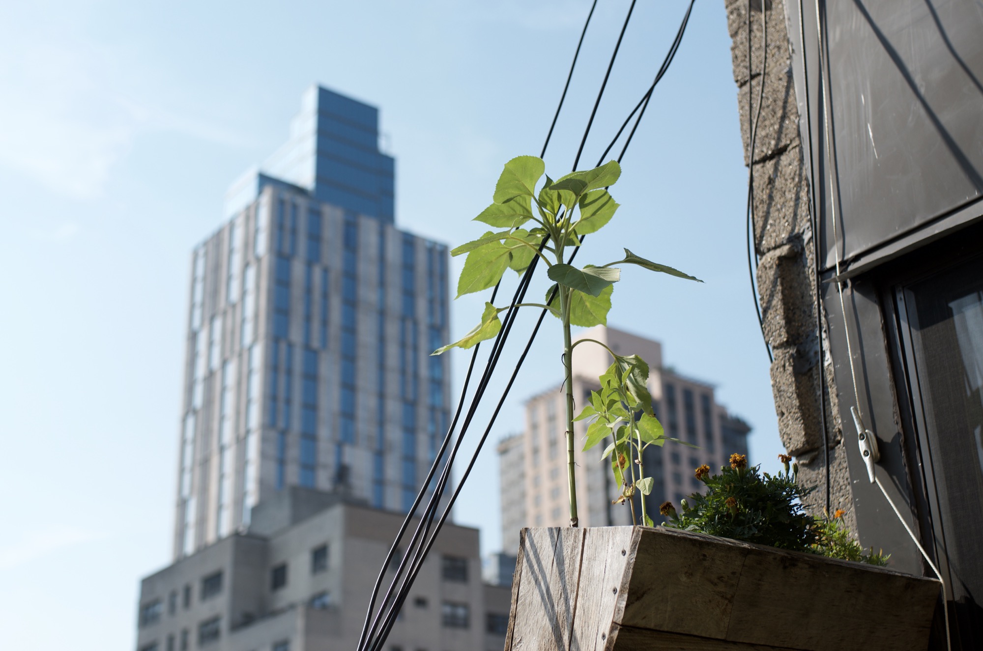 NYC roof garden with a sunflower